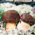 Белый гриб в Карелии Грибы в Карелии турбаза Талвисъярви в Карелии отдых летом и осенью